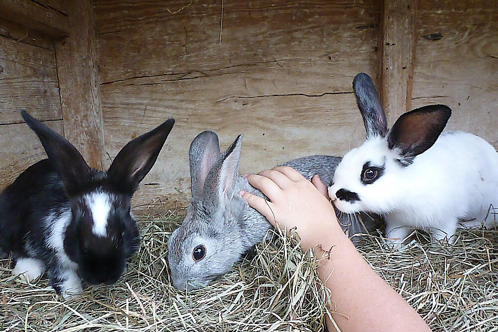 Hasen auf dem Bauernhof in Kaikenried